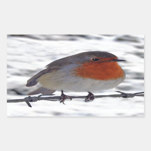 Adesivo Retangular Robin Redbreast