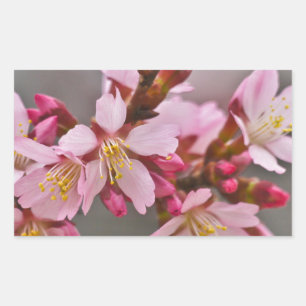Adesivo Retangular Rosa Contra Uma Cinza Céu Japonês Blossomas De Cer