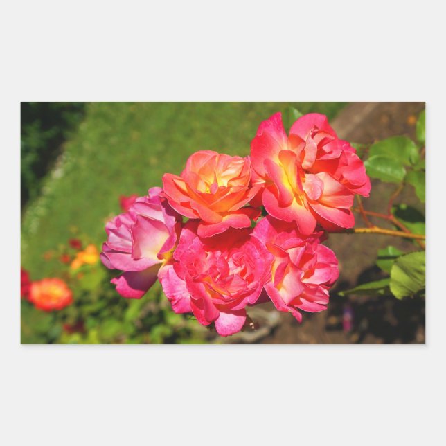 Adesivo Retangular Rosa de Casaco de Joseph #1-2 Stickers (Frente)