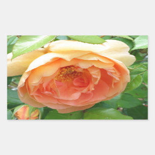 Adesivo Retangular Rosa de cor laranja