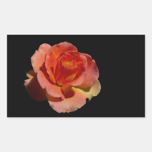 Adesivo Retangular Rosa de laranja 2
