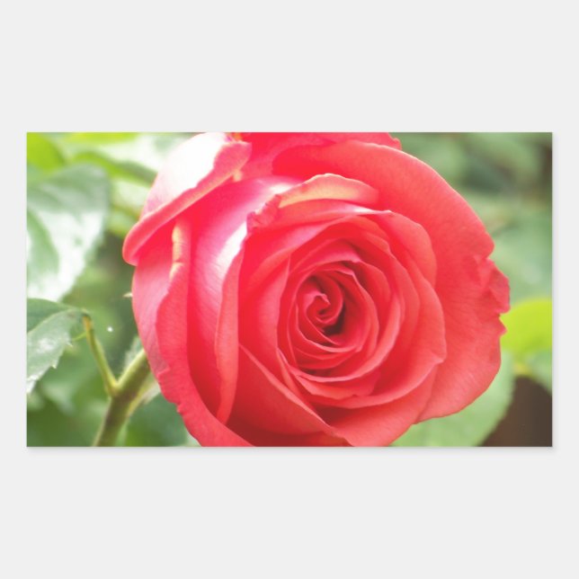 Adesivo Retangular Rosa laranja (Frente)