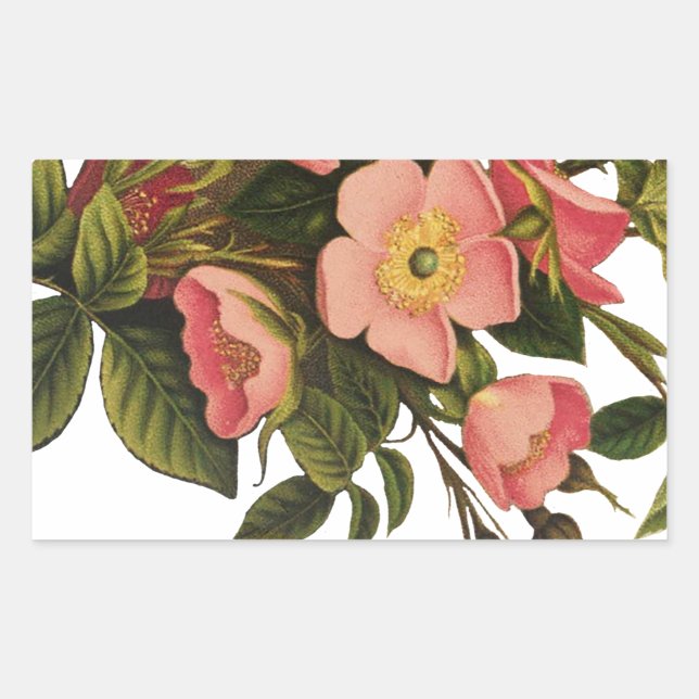 Adesivo Retangular Rosas Antigas Lindas Rosas Botânicas Cor-de-Rosa (Frente)