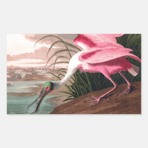 Adesivo Retangular Roseate Spoonbill Audubon Bird Willife