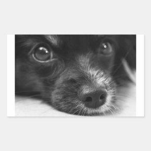 Adesivo Retangular rosto de papillon