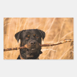 Adesivo Retangular Rottweiler Com Um Pente