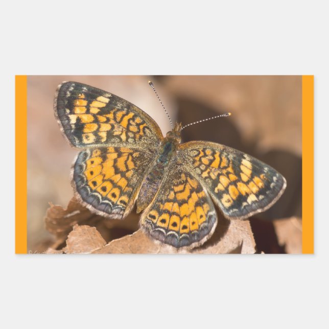 Adesivo Retangular Roupas e Presentes de Mariposa Marrom e Laranja (Frente)