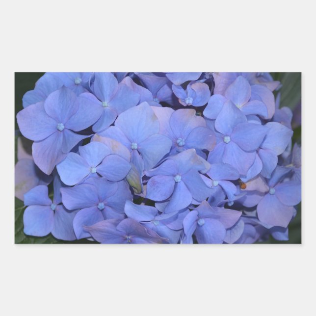 Adesivo Retangular Roxo Roxo Hidrangea macrofilla (Frente)