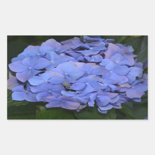 Adesivo Retangular Roxo Roxo Hidrangea macrofilla