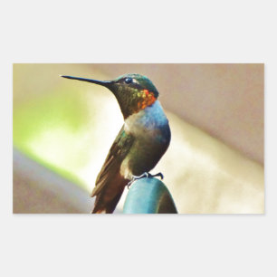 Adesivo Retangular Rubi empoleirado e colibri pequeno verde