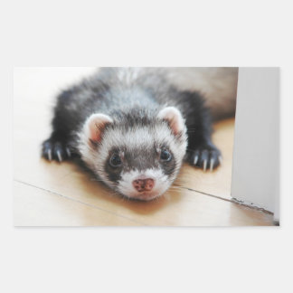 Adesivo Retangular Sable Ferret