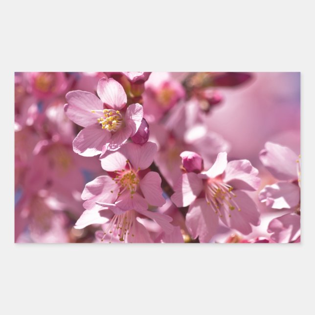 Adesivo Retangular Sakura Cherry Blossoms beijados à luz do sol (Frente)