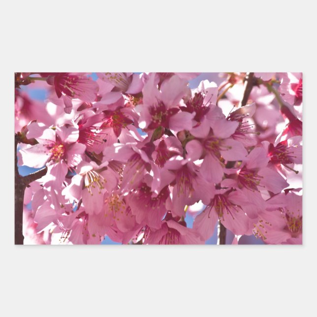 Adesivo Retangular Sakura Cherry Blossoms Red Stars (Frente)