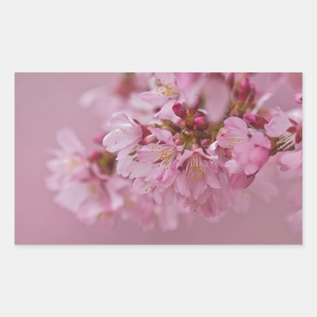 Adesivo Retangular Sakura Flores de Cerejeira Rosa Pálido Reflexos (Frente)