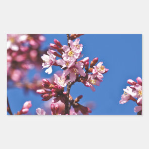 Adesivo Retangular Sakura Flores de Cerejeira Tocando o Azul