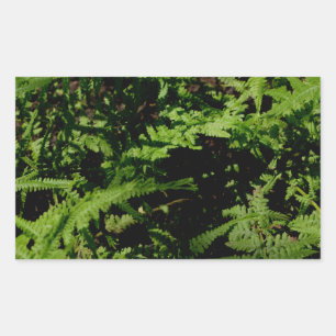 Adesivo Retangular Samambaias do Chão da Floresta