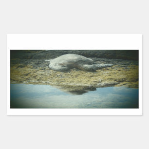 Adesivo Retangular Saquetas de tartaruga-de-banho-maria