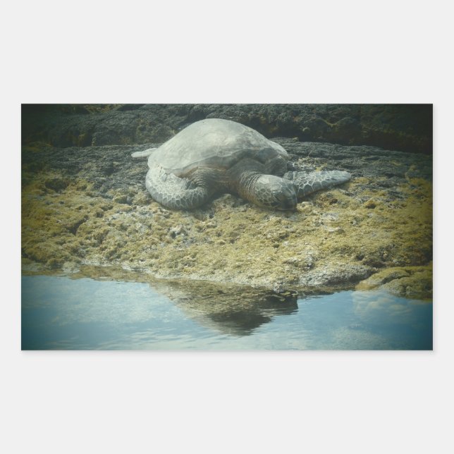 Adesivo Retangular Saquetas de tartaruga do mar solar (Frente)