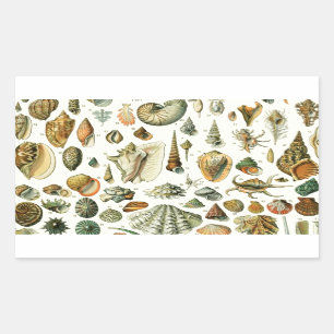 Adesivo Retangular Seashell Shell Mollusk Clam Elegant Clam Art