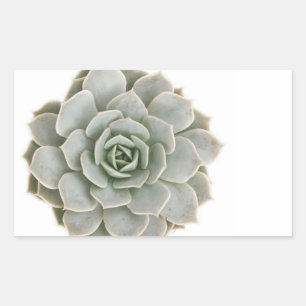 Adesivo Retangular Selo postal do Succulent