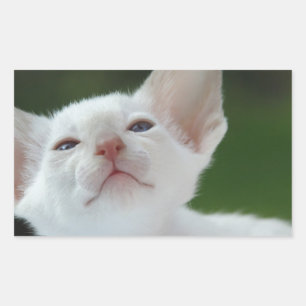 Adesivo Retangular Siamese kitten