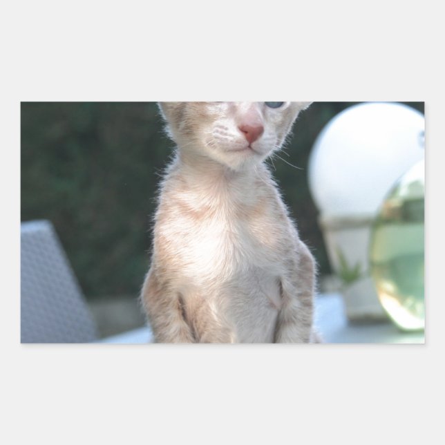 Adesivo Retangular Siamese Kitten em uma mesa (Frente)