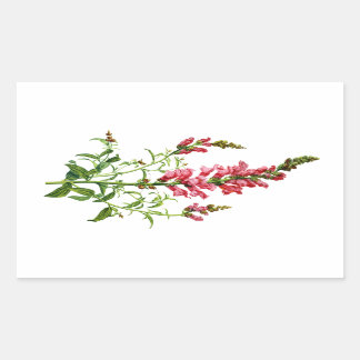 Adesivo Retangular Snapdragon Rosa Desenhado Da Natureza