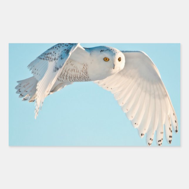 Adesivo Retangular Snowy Owl em voo (Frente)
