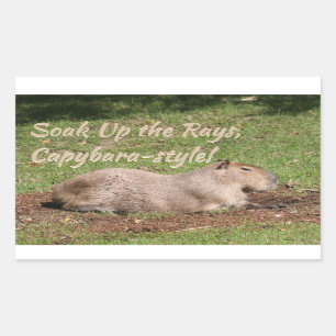 Adesivo Retangular Soak Up the Rays, estilo Capybara!