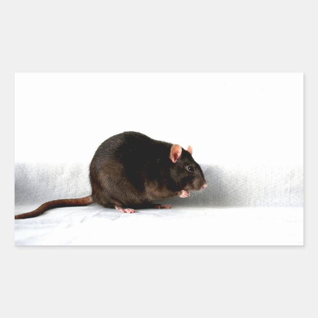 Adesivo Retangular stcn do rato (Frente)