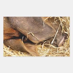 ADESIVO RETANGULAR SUÍNOS