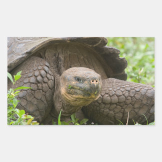Adesivo Retangular Tartaruga gigante