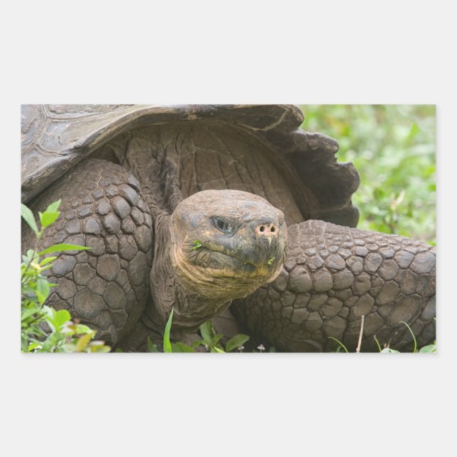 Adesivo Retangular Tartaruga gigante (Frente)