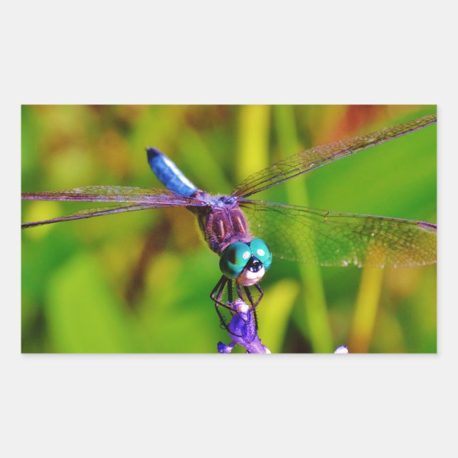 Adesivo Retangular Teal Rainbow Dragonfly (Frente)