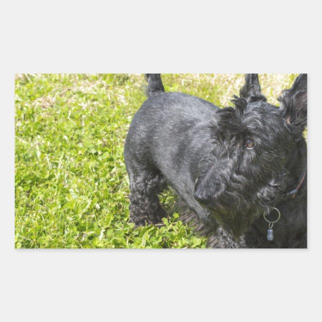 Adesivo Retangular Terrier escocês (Frente)