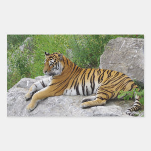 Adesivo Retangular Tigre Siberiano Relaxando em uma Rocha