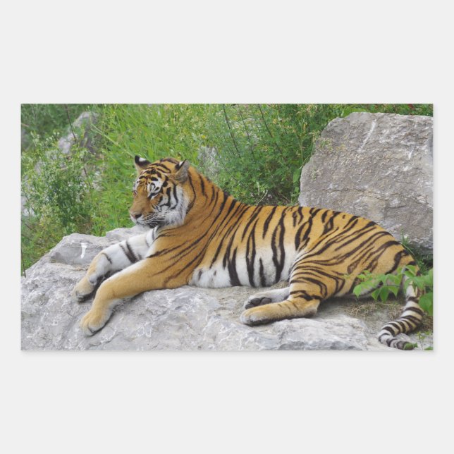Adesivo Retangular Tigre Siberiano Relaxando em uma Rocha (Frente)