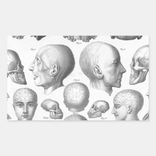 Adesivo Retangular Tipos do crânio