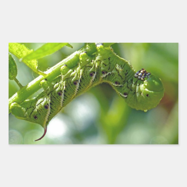 Adesivo Retangular Tomato Hornworm (Frente)