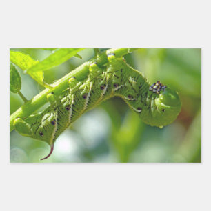 Adesivo Retangular Tomato Hornworm