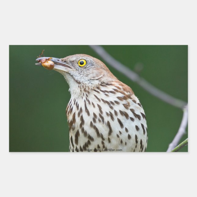 Adesivo Retangular Traseiro Marrom com Roupa de Presente do Dia (Frente)