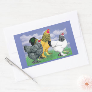 Adesivo Retangular Três Brahmas