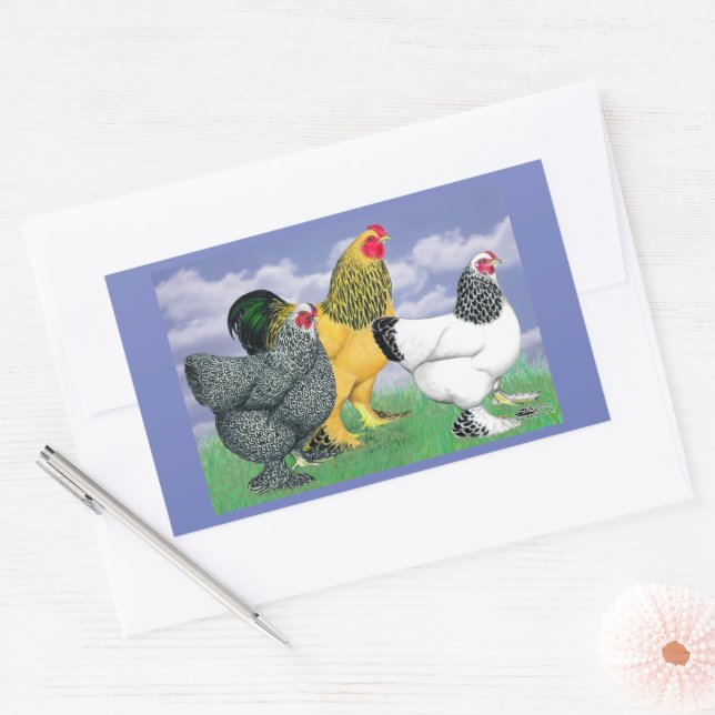 Adesivo Retangular Três Brahmas (Envelope)