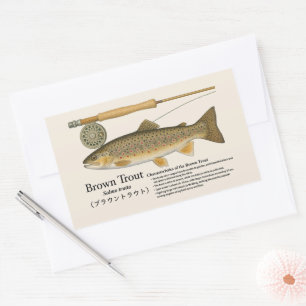 Adesivo Retangular Truta-marrom (Salmo trutta) – Ilustr. Inglesa
