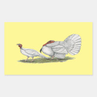 Turkeys White Holland
