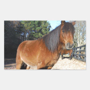 Adesivo Retangular Turquesa do pônei castanho
