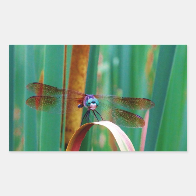 Adesivo Retangular Um Dragonfly de Olhos Vermelhos com cattails (Frente)