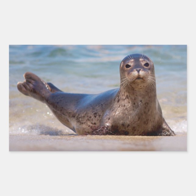 Adesivo Retangular Uma foca numa praia ao longo da costa do Pacífico (Frente)