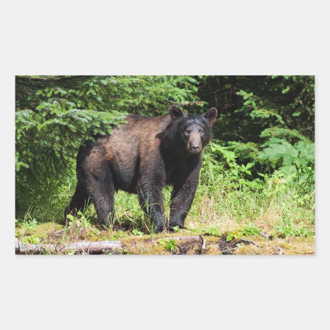 Adesivo Retangular Urso Negro Alfa (Frente)