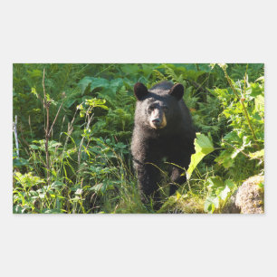 Adesivo Retangular Urso preto curioso